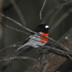 Petroica boodang (Scarlet Robin) at Mount Ainslie - 2 May 2020 by jb2602