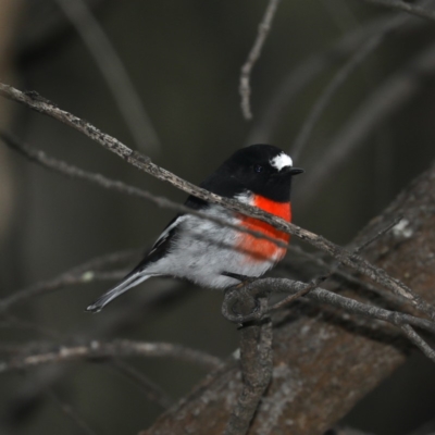 Petroica boodang (Scarlet Robin) at Majura, ACT - 2 May 2020 by jbromilow50