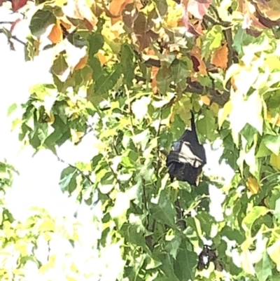 Pteropus poliocephalus (Grey-headed Flying-fox) at Nicholls, ACT - 5 May 2020 by CanuckKoala