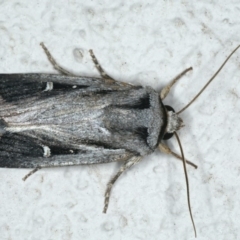 Proteuxoa undescribed species near paragypsa (A Noctuid moth) at Ainslie, ACT - 2 May 2020 by jb2602