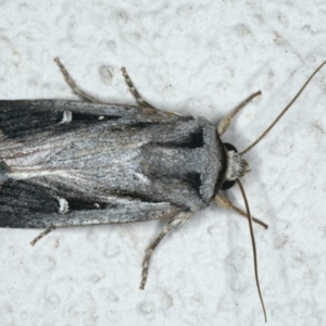 Proteuxoa undescribed species near paragypsa at Ainslie, ACT - 2 May 2020