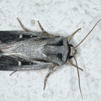 Proteuxoa undescribed species near paragypsa (A Noctuid moth) at Ainslie, ACT - 2 May 2020 by jbromilow50