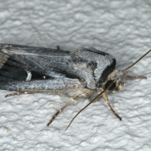 Proteuxoa undescribed species near paragypsa at Ainslie, ACT - 2 May 2020