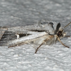 Proteuxoa undescribed species near paragypsa at Ainslie, ACT - 2 May 2020