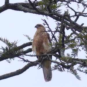 Haliastur sphenurus at Bega, NSW - 6 May 2020