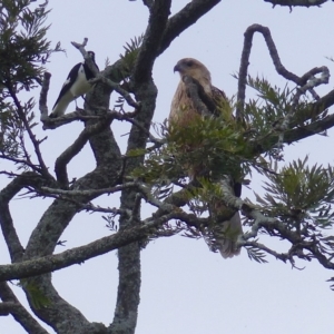 Haliastur sphenurus at Bega, NSW - 6 May 2020