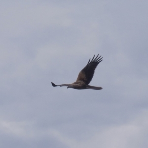 Haliastur sphenurus at Bega, NSW - 6 May 2020