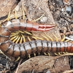 Cormocephalus aurantiipes (Orange-legged Centipede) at Holt, ACT - 6 May 2020 by tpreston