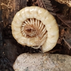 Diplopoda (class) (Unidentified millipede) at Umbagong District Park - 6 May 2020 by tpreston