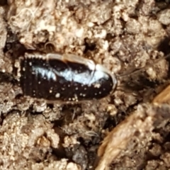 Drymaplaneta communis (Eastern Wood Runner, Common Shining Cockroach) at Latham, ACT - 6 May 2020 by tpreston