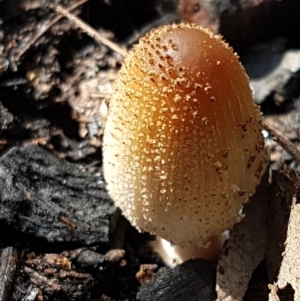 Coprinellus micaceus group at Latham, ACT - 6 May 2020