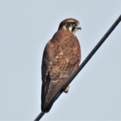 Falco berigora (Brown Falcon) at Denman Prospect, ACT - 6 May 2020 by JohnBundock