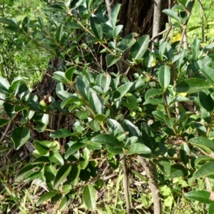 Ligustrum sinense at Theodore, ACT - 6 May 2020