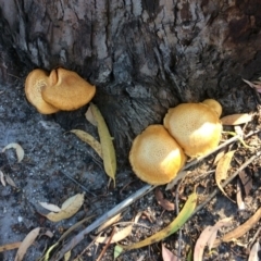 Unidentified Fungus, Moss, Liverwort, etc at Pambula, NSW - 1 May 2020 by elizabethgleeson