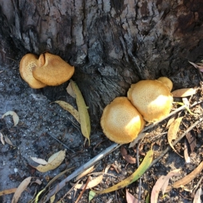 Unidentified Cup or disk - with no 'eggs' at Pambula Preschool - 1 May 2020 by elizabethgleeson