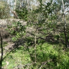 Ligustrum lucidum at Theodore, ACT - 6 May 2020