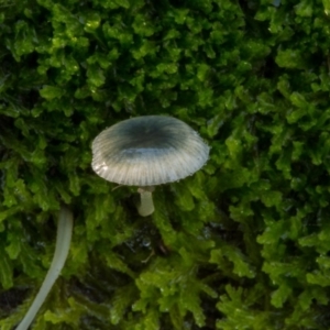 Mycena interrupta at Cotter River, ACT - 5 May 2020