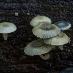 Mycena interrupta at Cotter River, ACT - 5 May 2020