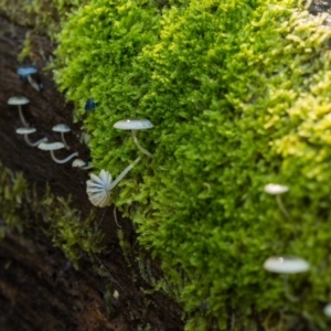 Mycena interrupta at Cotter River, ACT - 5 May 2020