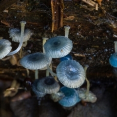 Mycena interrupta at Cotter River, ACT - 5 May 2020 01:20 PM