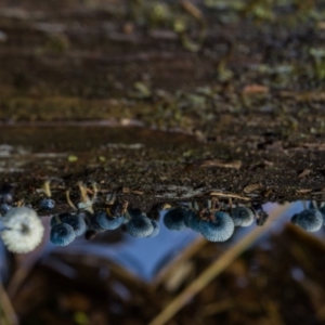 Mycena interrupta at Cotter River, ACT - 5 May 2020