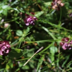 Prunella vulgaris (Self-heal, Heal All) at Cotter River, ACT - 5 May 2020 by Jek