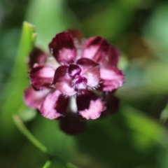 Prunella vulgaris at Cotter River, ACT - 5 May 2020