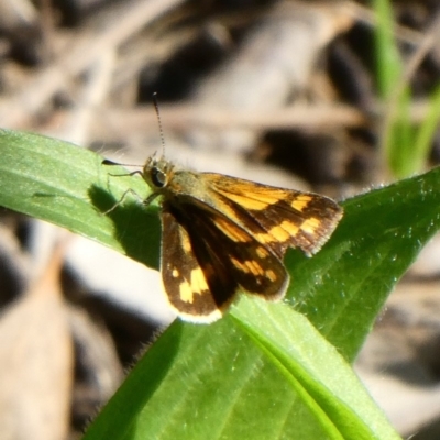 Ocybadistes walkeri (Green Grass-dart) at Theodore, ACT - 6 May 2020 by owenh