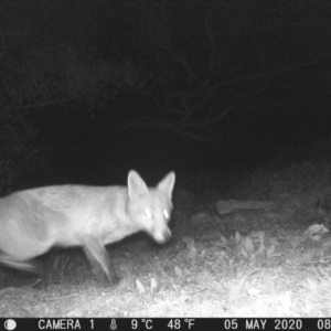 Vulpes vulpes at Calwell, ACT - 5 May 2020