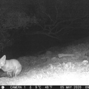 Vulpes vulpes at Calwell, ACT - 5 May 2020