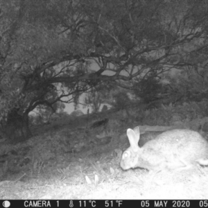 Oryctolagus cuniculus at Calwell, ACT - 5 May 2020