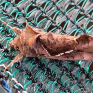 Chrysodeixis eriosoma at Flynn, ACT - 6 May 2020