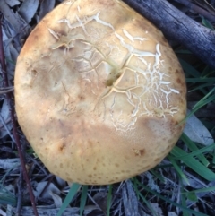 Phylloporus sp. (Phylloporus sp.) at Garran, ACT - 3 May 2020 by jennyt