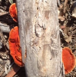 Trametes (old Pycnoporus sp.) at Deakin, ACT - 6 May 2020