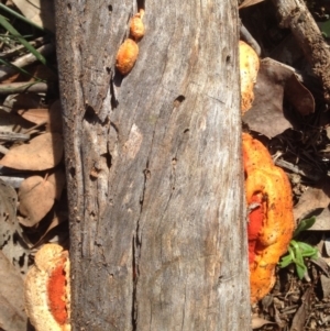 Trametes (old Pycnoporus sp.) at Deakin, ACT - 6 May 2020