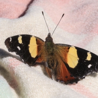Vanessa itea (Yellow Admiral) at Higgins, ACT - 3 May 2020 by AlisonMilton