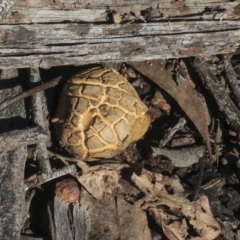 Scleroderma sp. (Scleroderma) at Bruce Ridge to Gossan Hill - 5 May 2020 by AlisonMilton