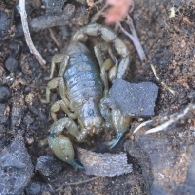 Urodacus manicatus (Black Rock Scorpion) at Gossan Hill - 5 May 2020 by AlisonMilton