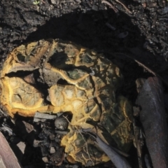 Scleroderma sp. (Scleroderma) at Bruce Ridge - 5 May 2020 by AlisonMilton