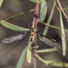 Leptotarsus (Leptotarsus) clavatus (A crane fly) at Bruce, ACT - 5 May 2020 by AlisonMilton