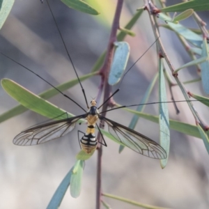 Leptotarsus (Leptotarsus) clavatus at Bruce, ACT - 5 May 2020