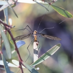 Leptotarsus (Leptotarsus) clavatus at Bruce, ACT - 5 May 2020