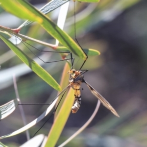 Leptotarsus (Leptotarsus) clavatus at Bruce, ACT - 5 May 2020