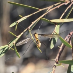 Leptotarsus (Leptotarsus) clavatus at Bruce, ACT - 5 May 2020