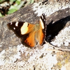 Vanessa itea (Yellow Admiral) at Red Hill Nature Reserve - 6 May 2020 by TomT