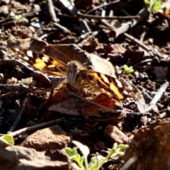 Vanessa kershawi (Australian Painted Lady) at Red Hill Nature Reserve - 6 May 2020 by TomT