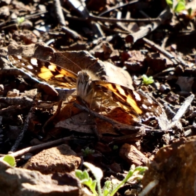 Vanessa kershawi (Australian Painted Lady) at Red Hill Nature Reserve - 6 May 2020 by TomT