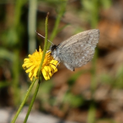 Zizina otis (Common Grass-Blue) at Red Hill Nature Reserve - 6 May 2020 by TomT