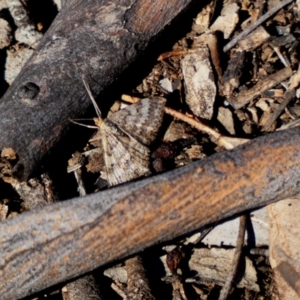 Scopula rubraria at Deakin, ACT - 6 May 2020