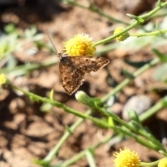 Scopula rubraria (Reddish Wave, Plantain Moth) at Red Hill Nature Reserve - 6 May 2020 by TomT